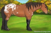 Horse Color:White Spotted Bay Sabino Appaloosa 