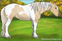 Horse Color:Palomino Tobiano Appaloosa Rabicano