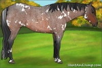 Horse Color:White Spotted Brown Roan 