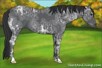 Horse Color:Black Ice 