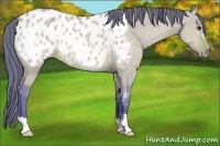 Horse Color:Watercolor Bay Dun Appaloosa 