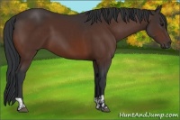 Horse Color:Bay  and Bay 