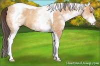Horse Color:White Spotted Amber Champagne Tobiano Rabicano 