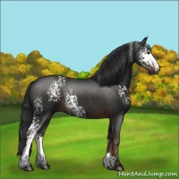 Horse Color:White Spotted Liver Chestnut Rabicano 