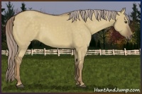 Horse Color:Chocolate Palomino Dun