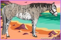 Horse Color:Blue Roan Sabino Splash and Classic Champagne Roan Sabino Splash