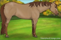Horse Color:Red Dun