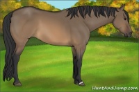 Horse Color:Brown Dun