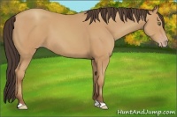 Horse Color:Amber Champagne 