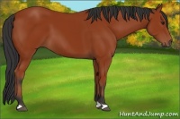 Horse Color:Bay 