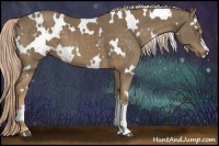 Horse Color:White Spotted Chocolate Palomino