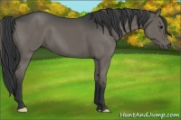 Horse Color:Grullo 