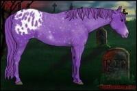 Horse Color:Watercolor Black Appaloosa 