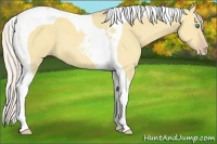 Horse Color:Silver Classic Cream Champagne Dun Tobiano