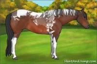 Horse Color:Bay Tobiano 
