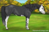 Horse Color:Blue Roan Sabino Splash and Blue Roan Sabino Splash