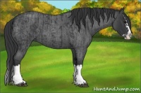 Horse Color:Blue Roan Sabino Splash  and Blue Roan Sabino Splash 