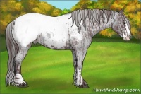 Horse Color:Chocolate Blue Roan Sabino Splash Appaloosa  and Blue Roan Sabino Splash Appaloosa 