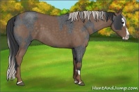 Horse Color:Blue Roan Sabino Splash  and Silver Blue Roan Sabino Splash 