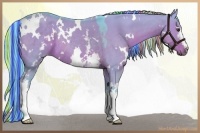 Horse Color:Painted Watercolor White Spotted Liver Red Dun Rabicano 