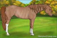 Horse Color:Chestnut Rabicano 