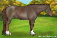 Horse Color:Liver Chestnut 