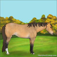 Horse Color:Buckskin Roan 