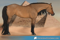 Horse Color:Gray Bay Dun