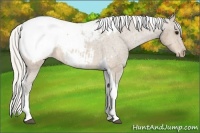 Horse Color:Silver Buckskin Tobiano Snowcap Rabicano 
