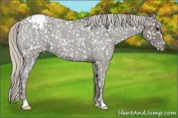 Horse Color:Silver Blue Roan Appaloosa