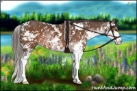 Horse Color:Liver Chestnut Sabino