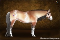 Horse Color:White Spotted Buckskin Onyx 