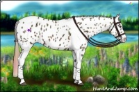 Horse Color:Nacre Buckskin Ice Dun Splash Tobiano Appaloosa 