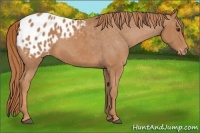 Horse Color:Chestnut Appaloosa 