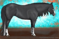 Horse Color:Blue Roan Sabino Splash and Blue Roan Sabino Splash