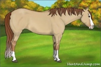 Horse Color:Red Dun Splash 