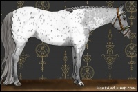 Horse Color:Blue Roan Near Leopard 