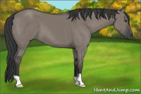 Horse Color:Grullo 