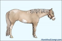 Horse Color:Chocolate Palomino Pearl Tobiano Frame  and Chocolate Palomino Pearl Frame 