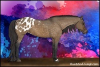 Horse Color:Brown Dun Appaloosa 
