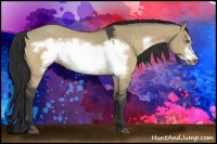 Horse Color:Buckskin Dun Frame 