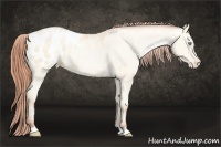 Horse Color:Amber Cream Champagne Pearl Dun Appaloosa 