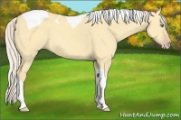 Horse Color:Gold Cream Champagne Dun Tobiano 