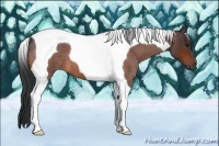 Horse Color:Bay Roan Tobiano