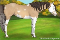 Horse Color:Amber Champagne Splash 