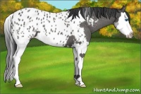 Horse Color:Black Splash Appaloosa 