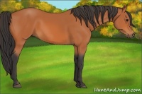 Horse Color:Bay Rabicano 
