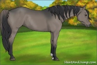 Horse Color:Grullo Rabicano