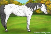 Horse Color:Black Near Leopard