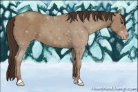 Horse Color:Classic Champagne 